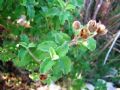 Cistus creticus